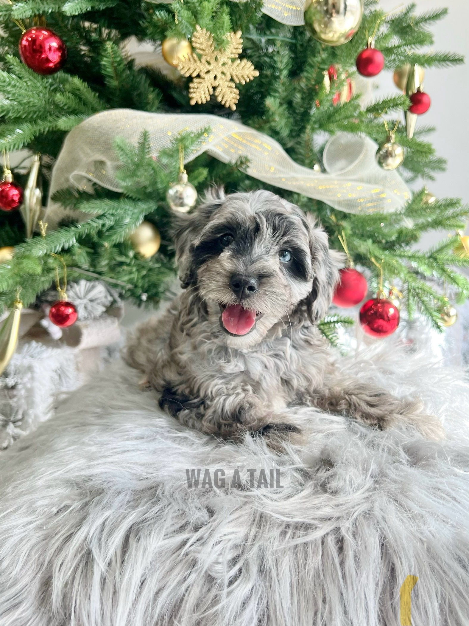 CAVAPOO - United Kingdom Import