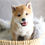 Thumbnail: SHIBA INU - UNITED KINGDOM Import