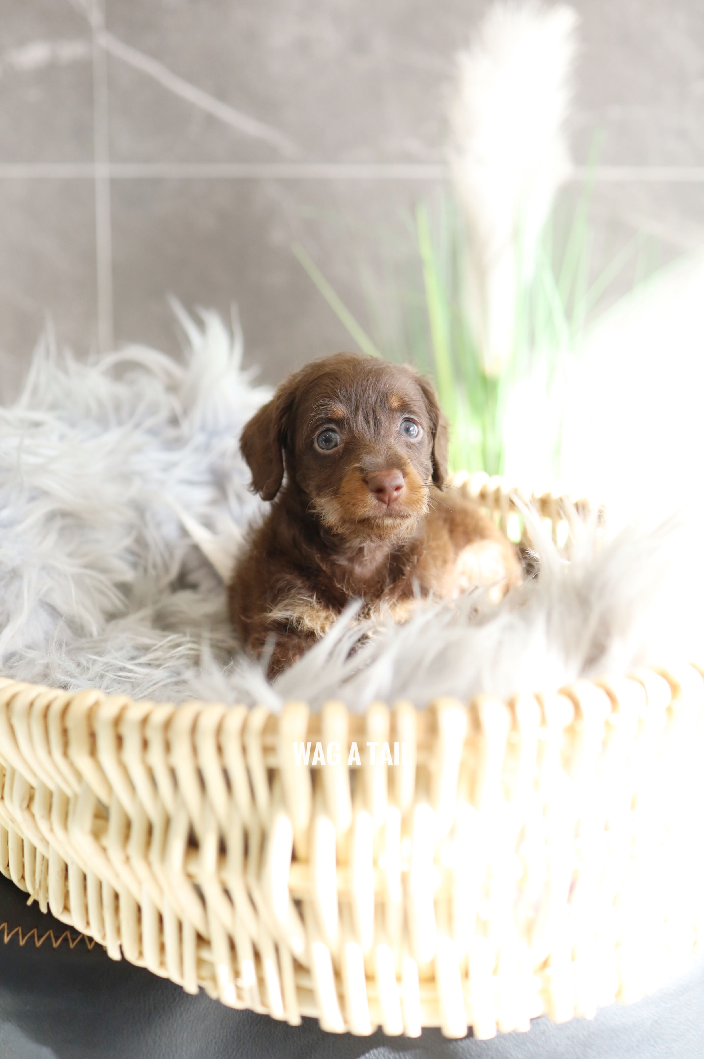 DOXIEPOO - Australia Import