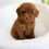 Thumbnail: TOY POODLE