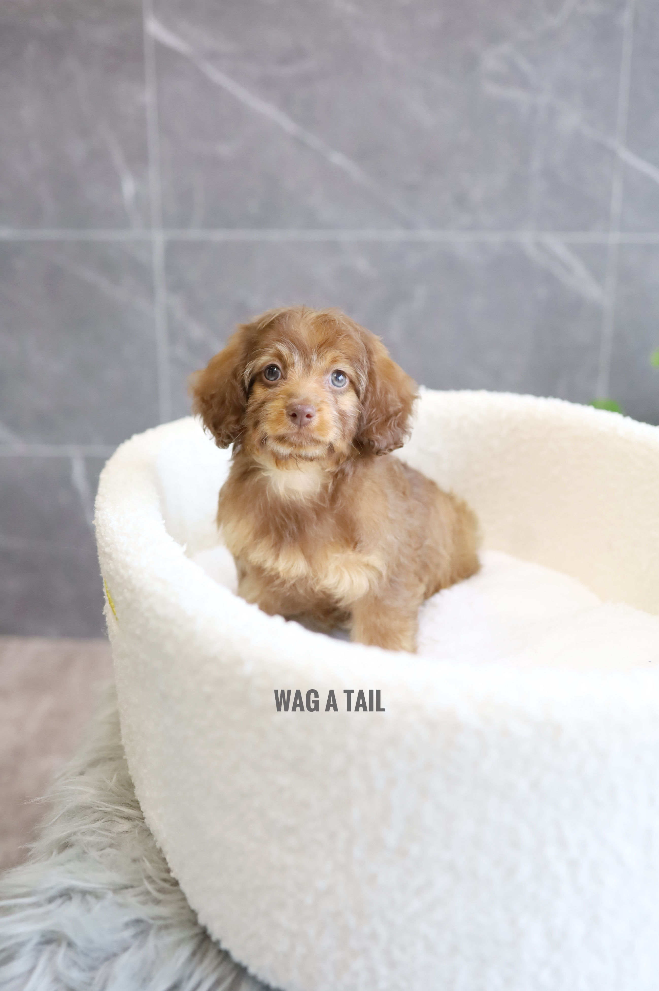 DOXIEPOO - Australia Import