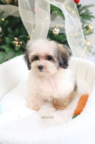 Teddy Bear Teacup Malshi Puppies For Sale Near Me Teddy Bear Show