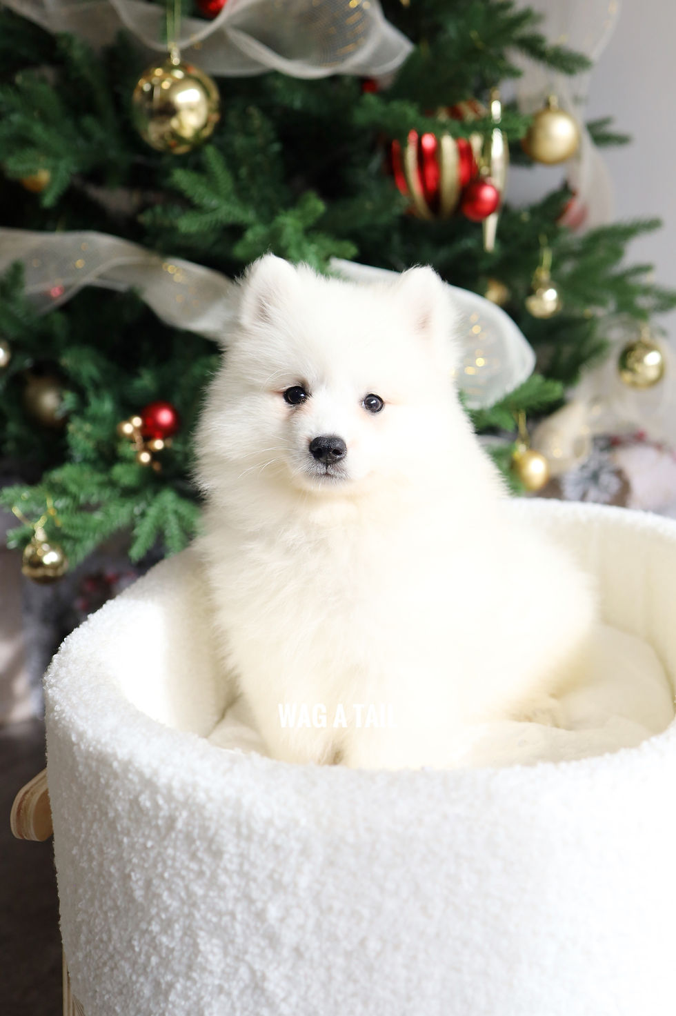 Thumbnail: JAPANESE SPITZ - Australia Import