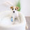 Thumbnail: JACK RUSSELL TERRIER - Australia Import