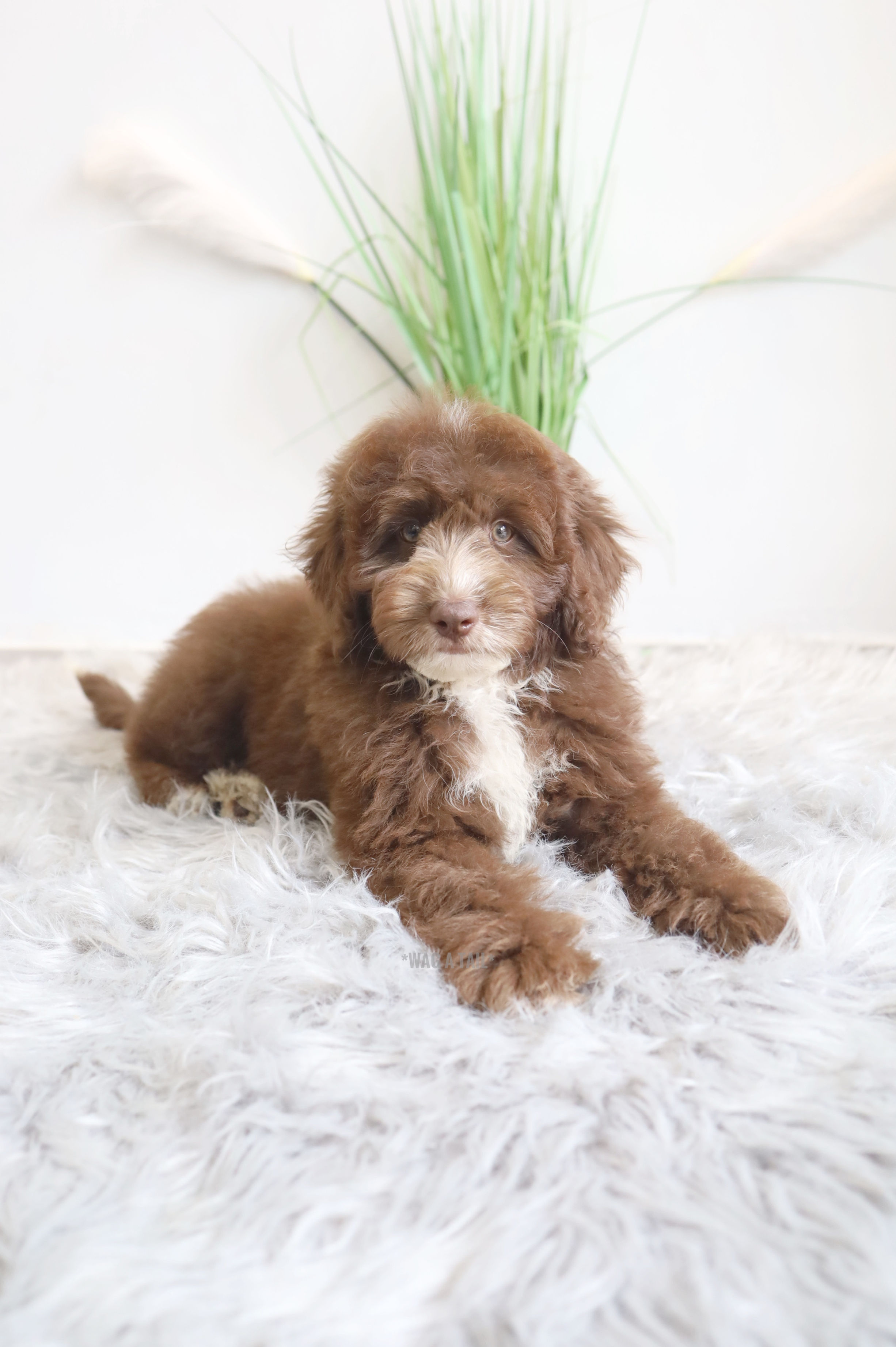 MINI BORDOODLE - Australia Import