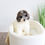 Thumbnail: MINI GOLDENDOODLE - United Kingdom Import