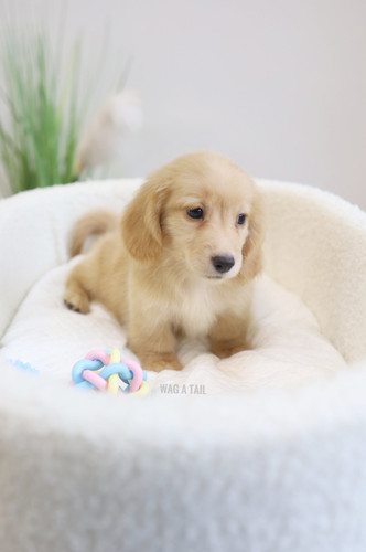 Full Grown Golden Retriever Dachshund Mix Golden Retriever Mix