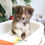 Thumbnail: SHETLAND SHEEPDOG