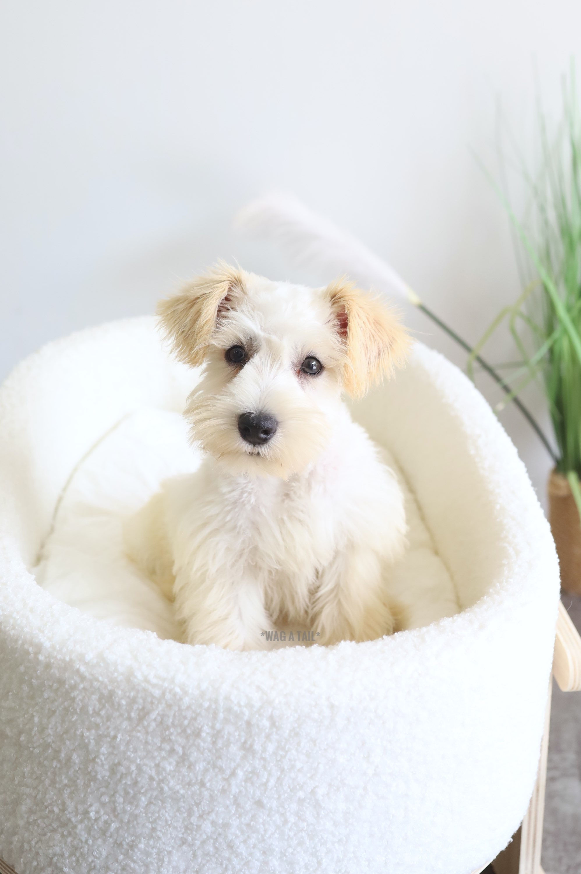 MINI SCHNAUZER - Australia Import