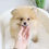 Thumbnail: MINI POMERANIAN