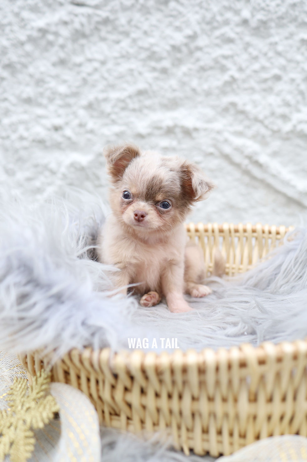 Thumbnail: CHIHUAHUA