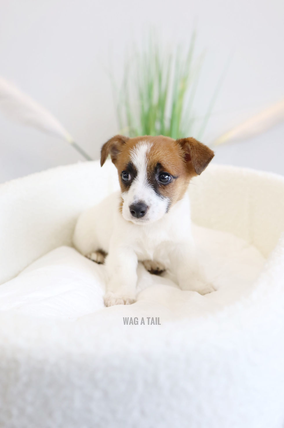 Thumbnail: JACK RUSSELL TERRIER - Australia Import