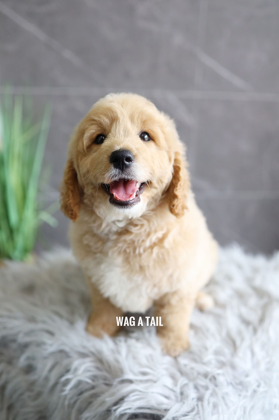 PETITE MINI GOLDENDOODLE - Australia Import