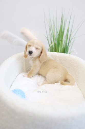 BEAGLE x MINI DACHSHUND Wag A Tail Singapore
