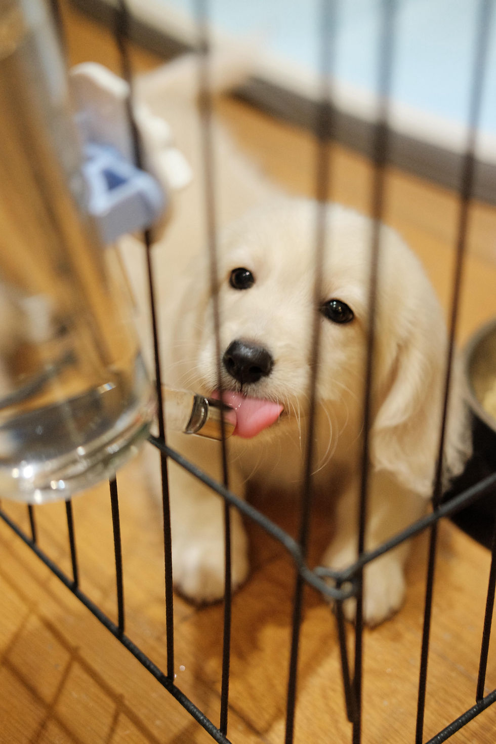 Goldendox