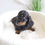 Thumbnail: MINI DACHSHUND - Australia Import