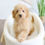 Thumbnail: MINI (MICRO) GOLDENDOODLE