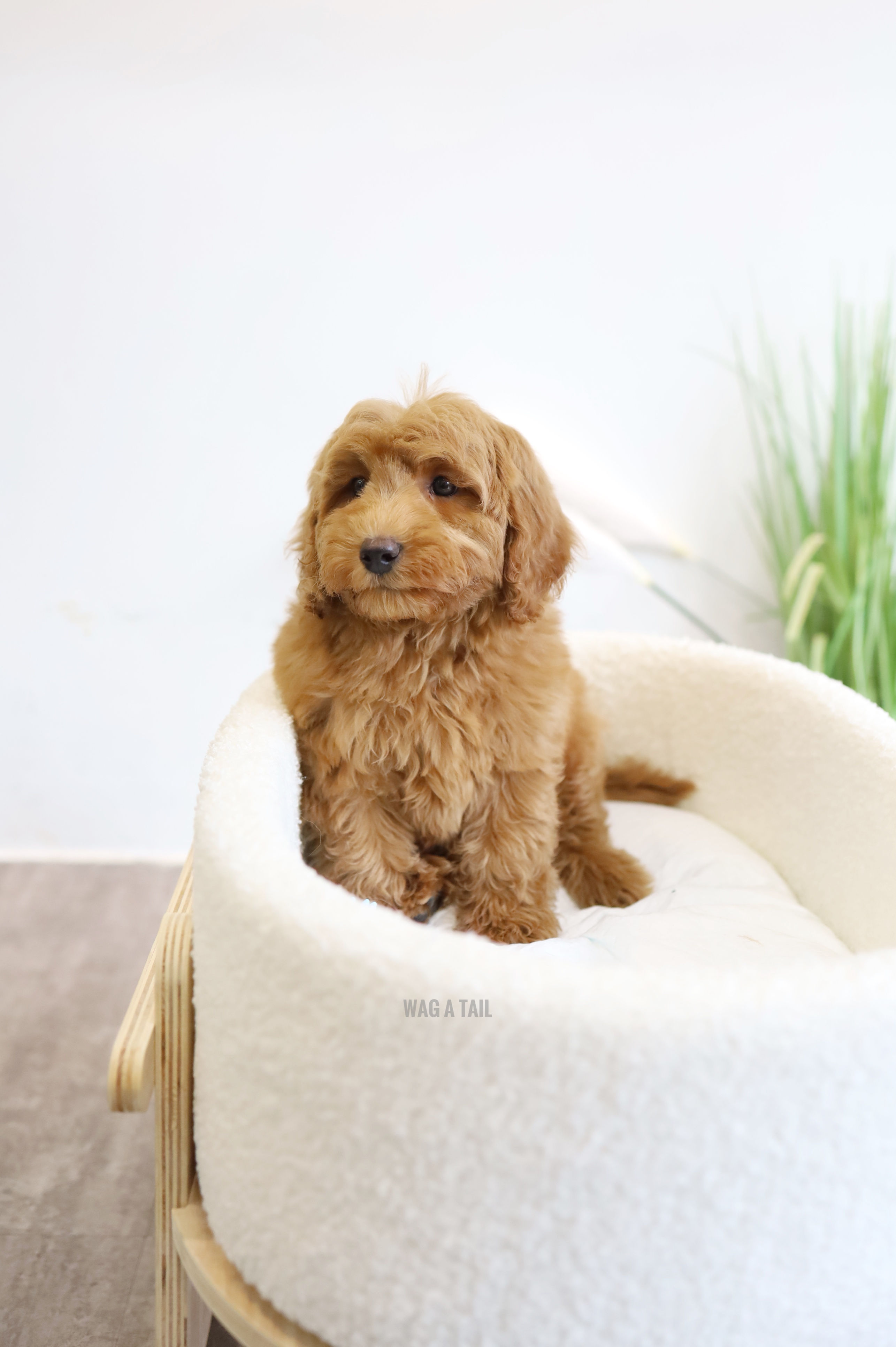 CAVAPOO - United Kingdom Import