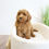 Thumbnail: CAVAPOO - United Kingdom Import