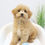 Thumbnail: CHIHUAHUA x TOY POODLE