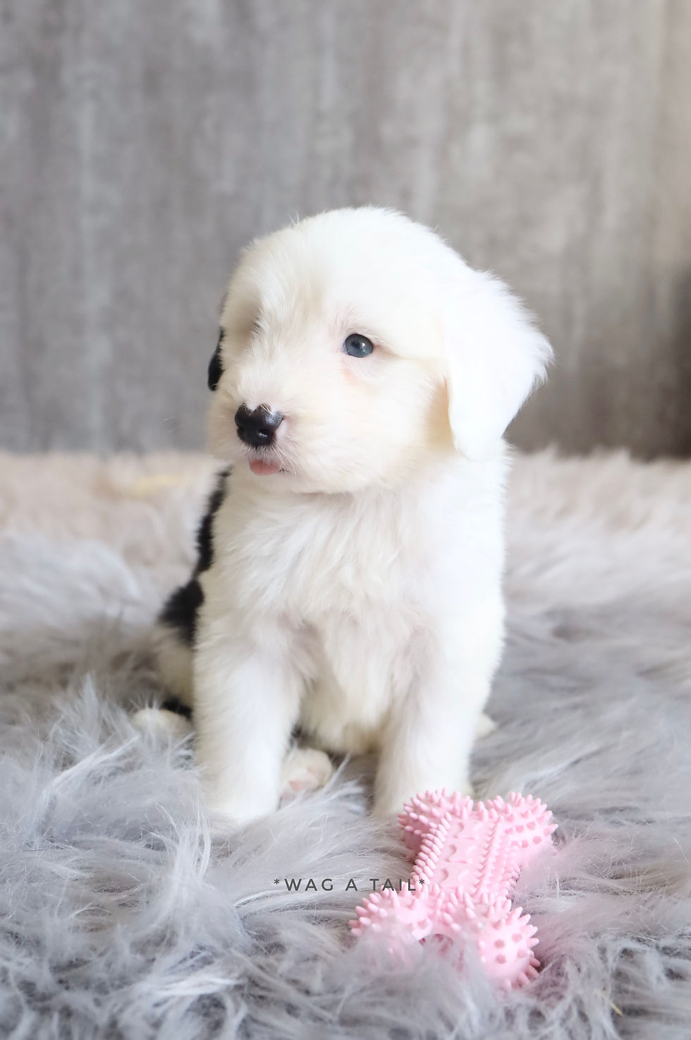 Thumbnail: OLD ENGLISH SHEEPDOG