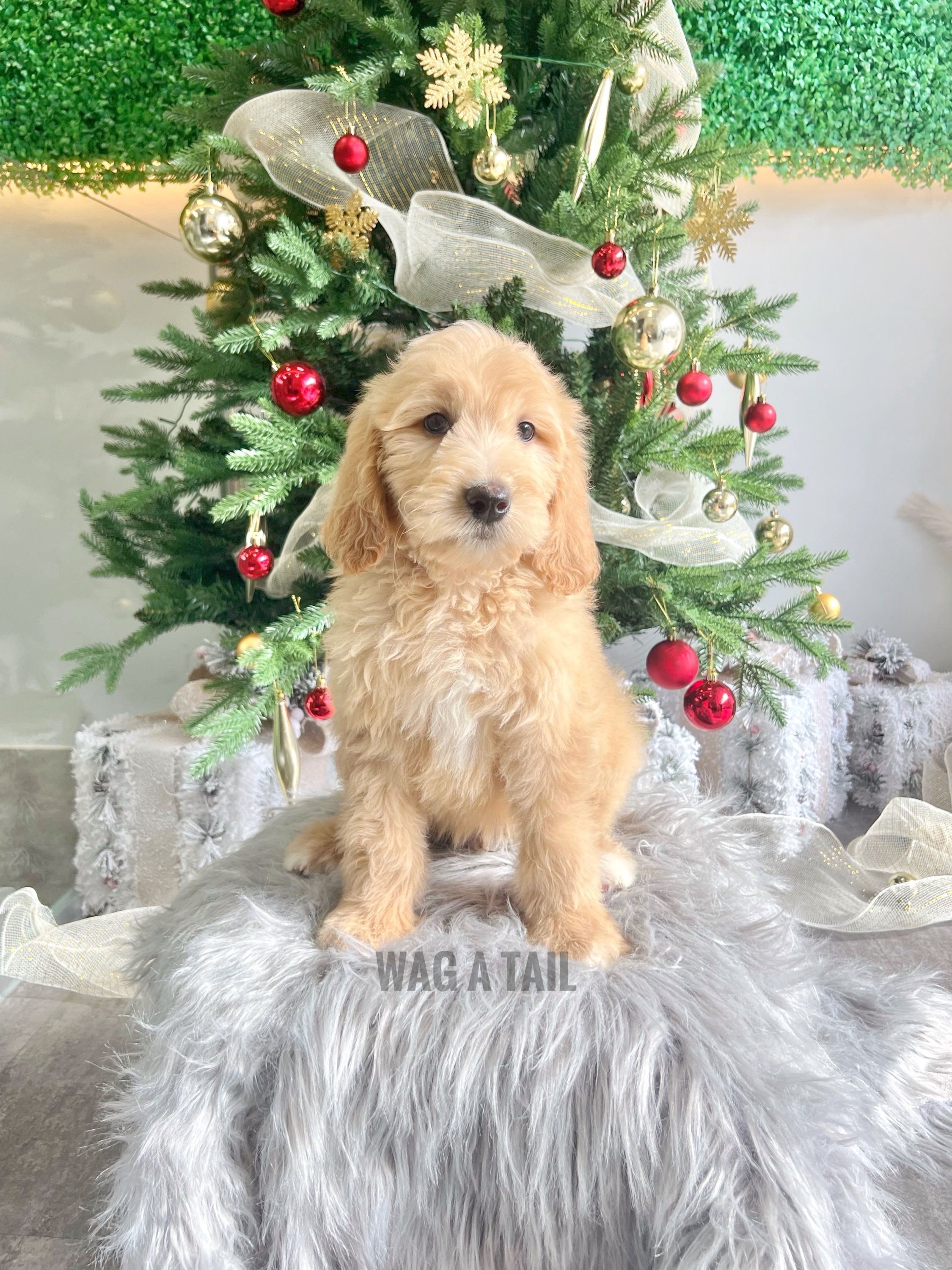 GOLDENDOODLE - United Kingdom Import