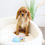 Thumbnail: CAVALIER KINGS CHARLES SPANIEL - Australia Import