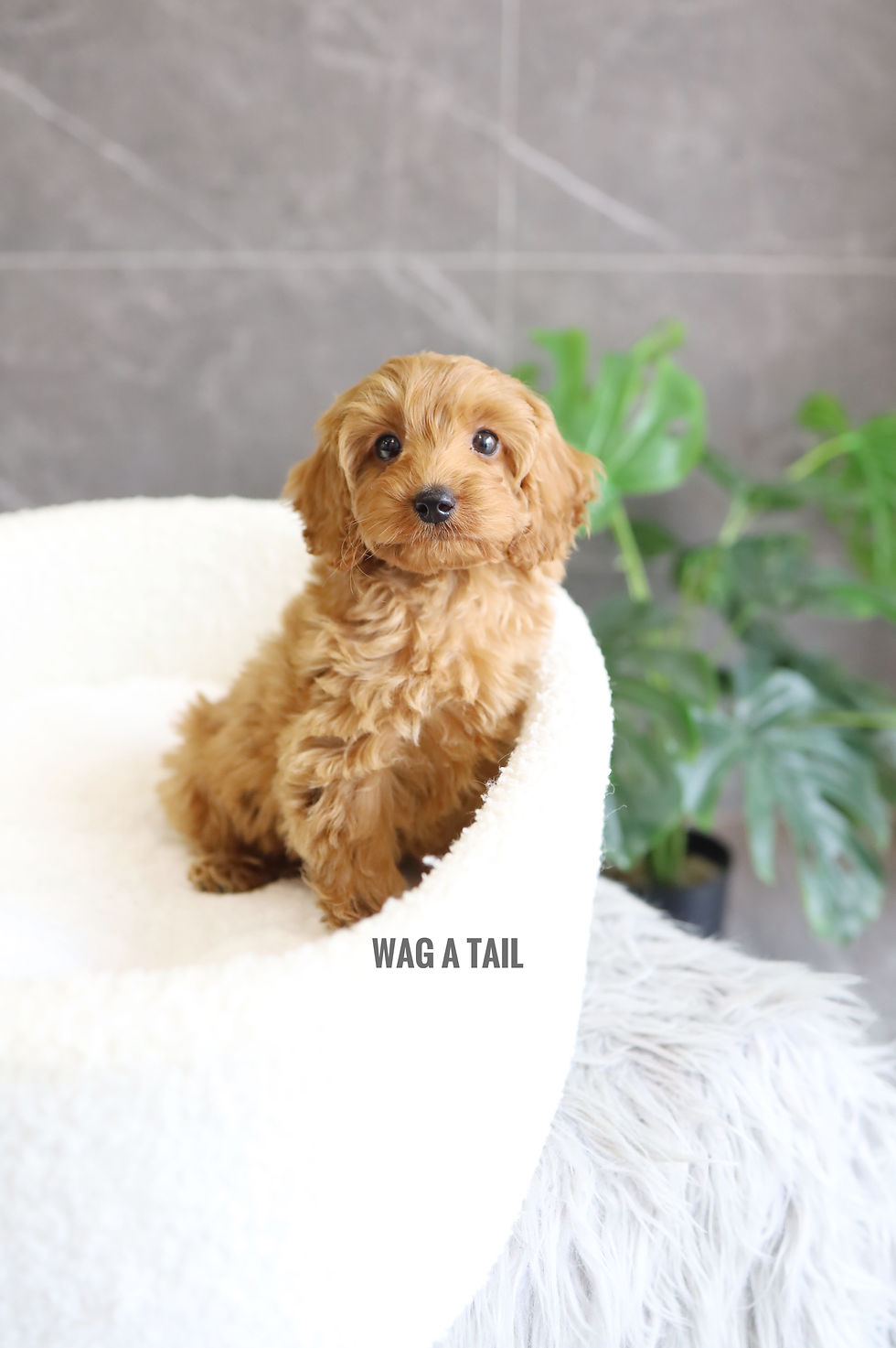 Thumbnail: CAVAPOO - United Kingdom Import