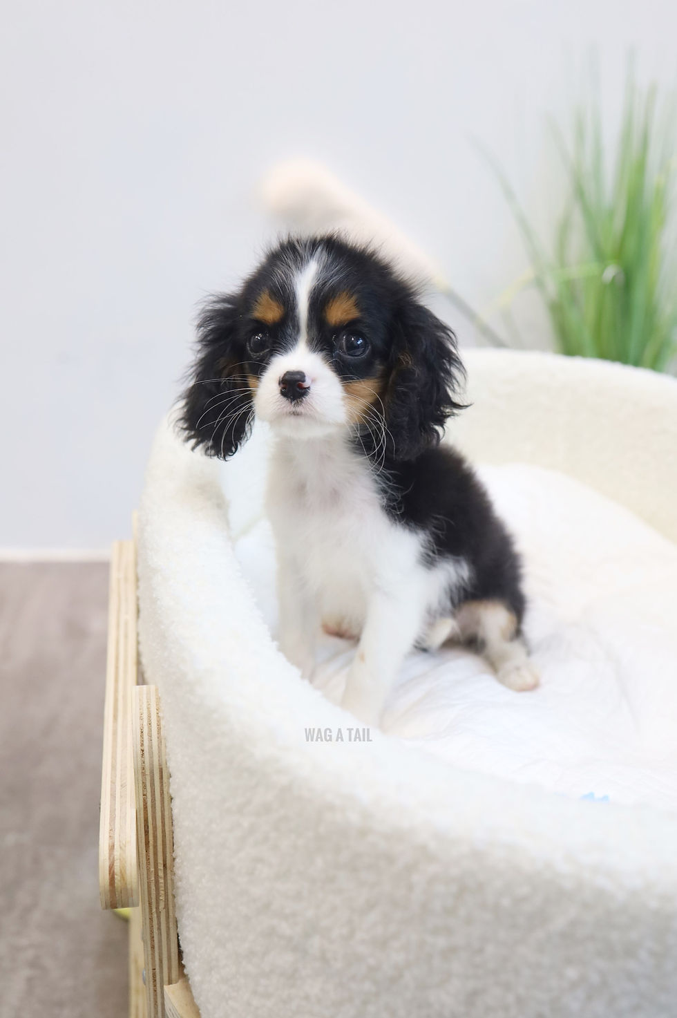 Thumbnail: CAVALIER KINGS CHARLES SPANIEL - Australia Import