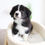 Thumbnail: BORDER COLLIE - Australia Import