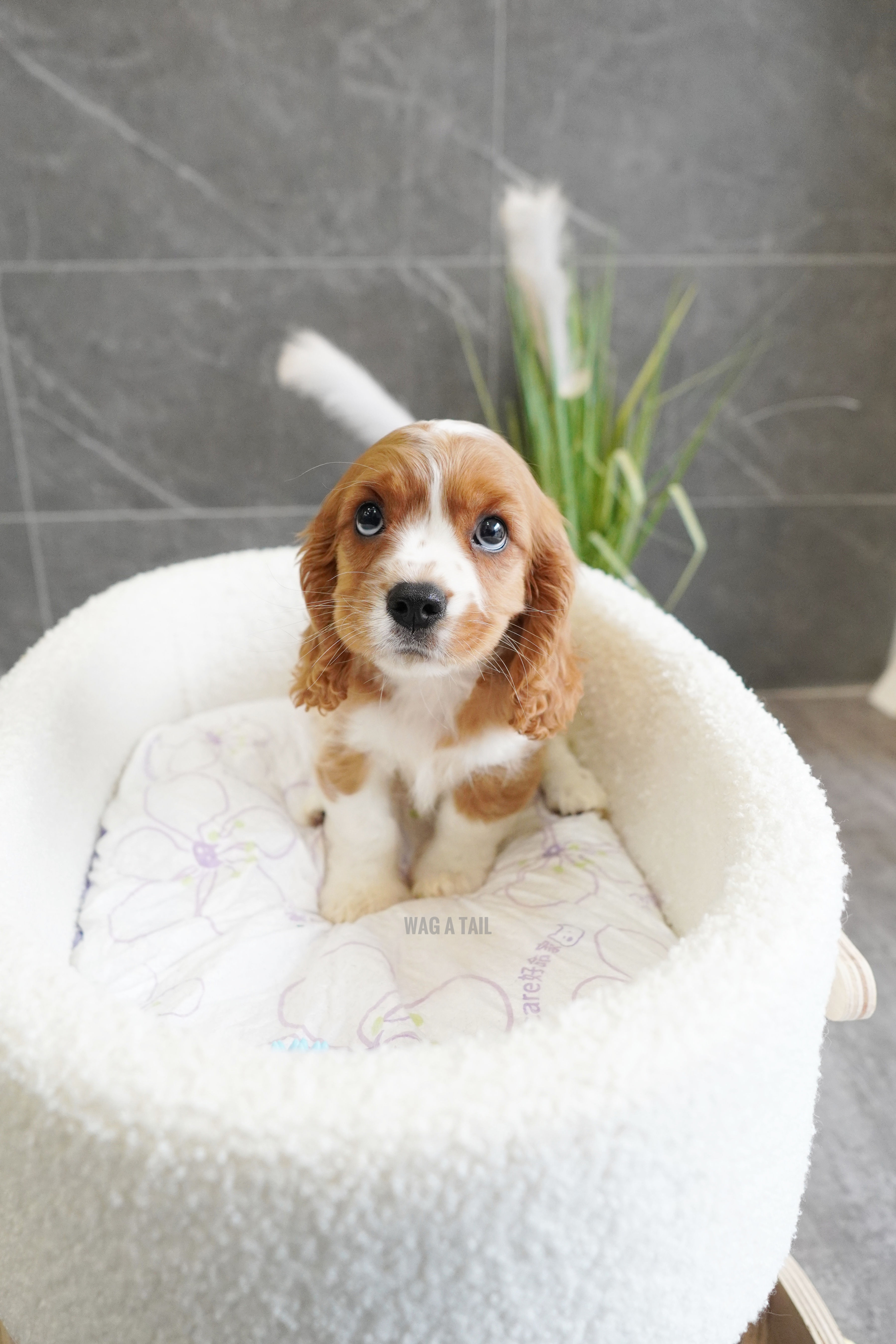 CAVALIER KINGS CHARLES SPANIEL - United Kingdom Import