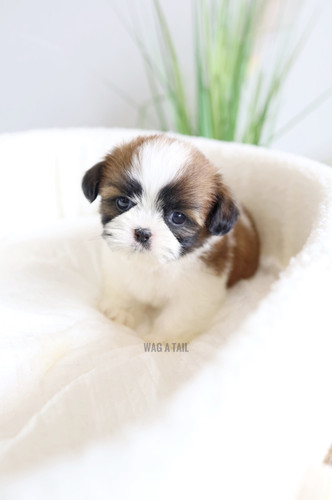 Tzu Teacup Is A Shih Tzu A Small Dog Teacup Shih Tzu Low Price