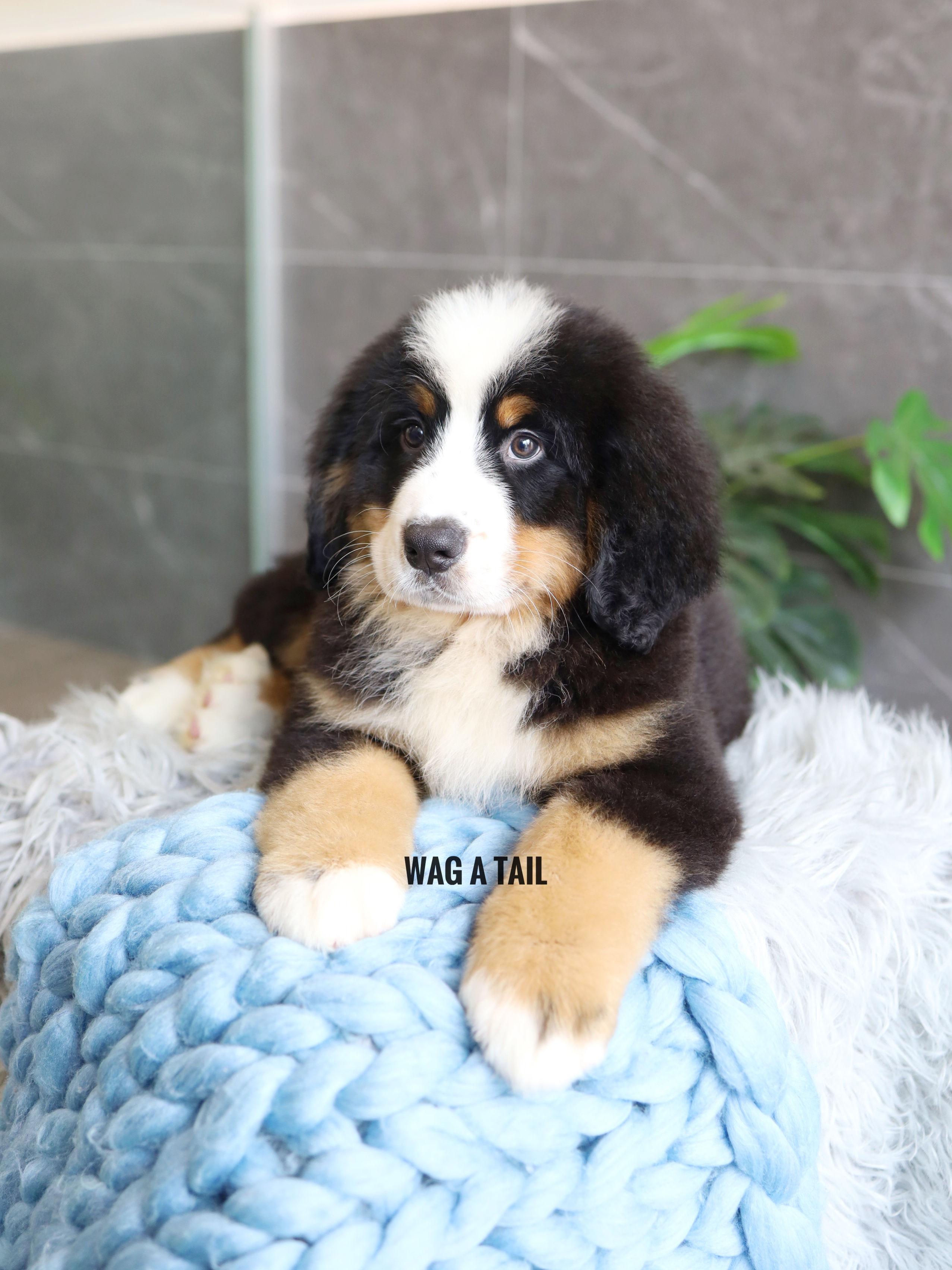 BERNESE MOUNTAIN DOG - UK IMPORT