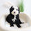 Thumbnail: MINI BORDOODLE - Australia Import