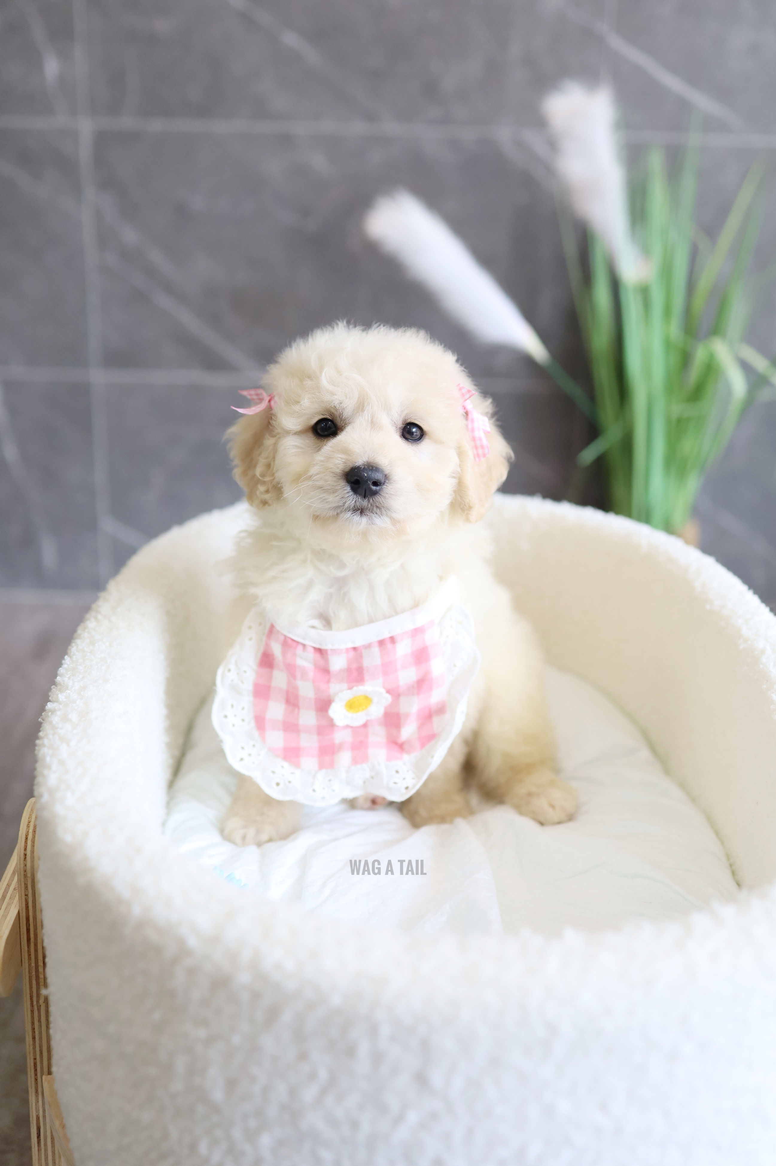 PETITE MINI GOLDENDOODLE - Australia Import