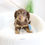 Thumbnail: MINI DACHSHUND - Australia Import