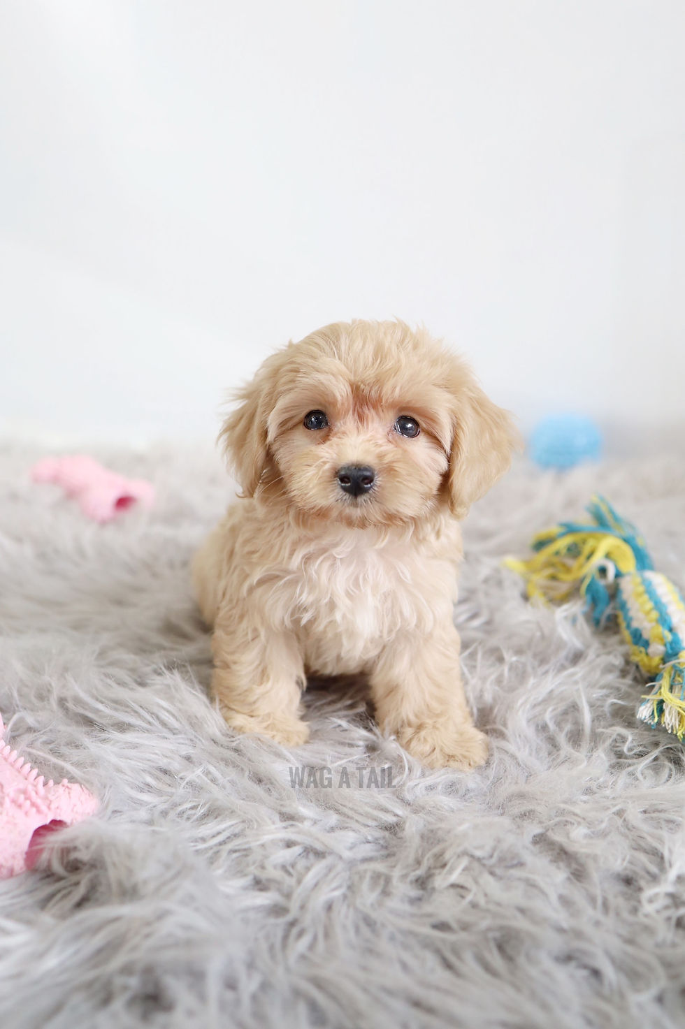 Thumbnail: MALTIPOO
