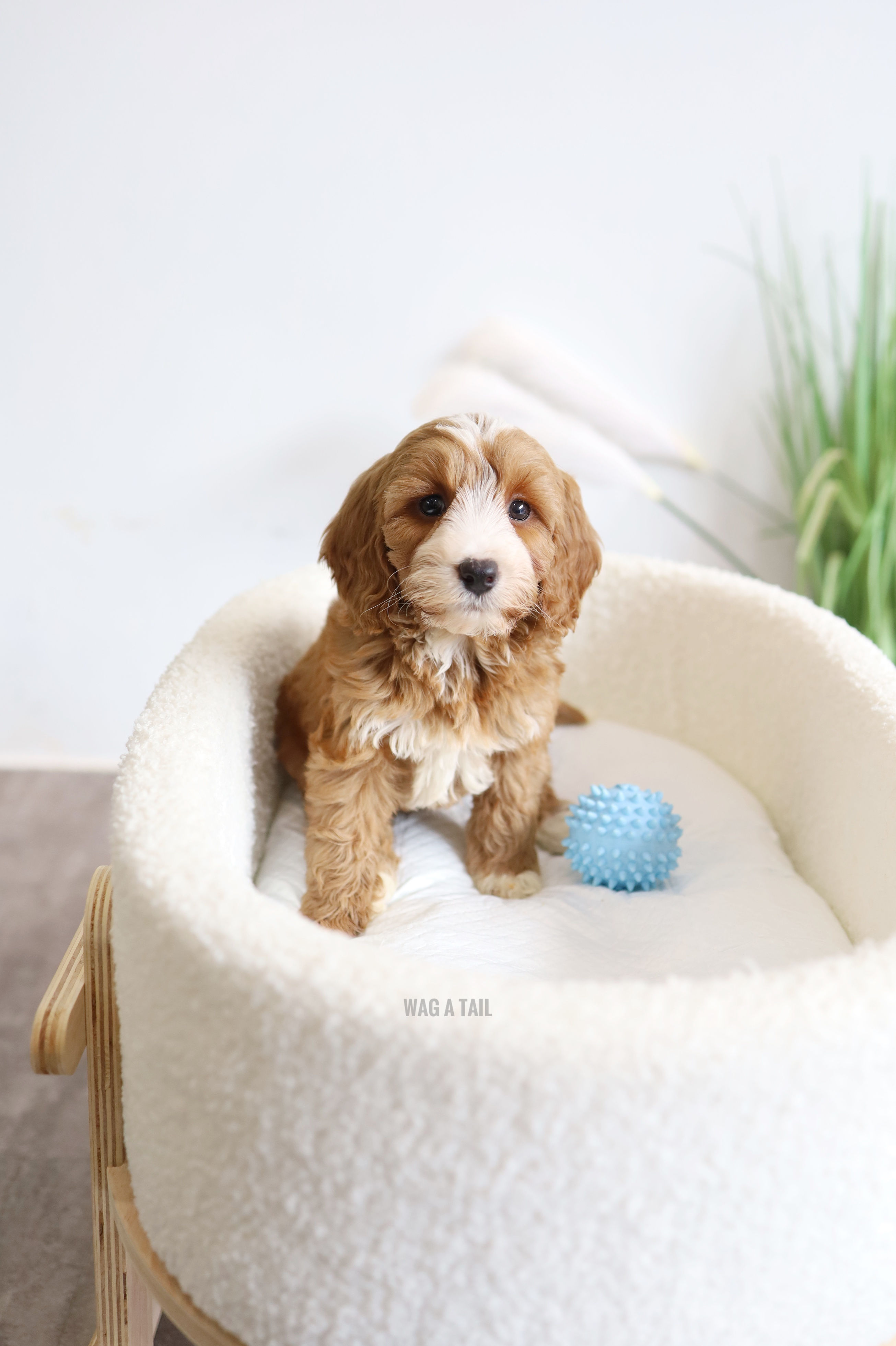 COCKAPOO - United Kingdom Import
