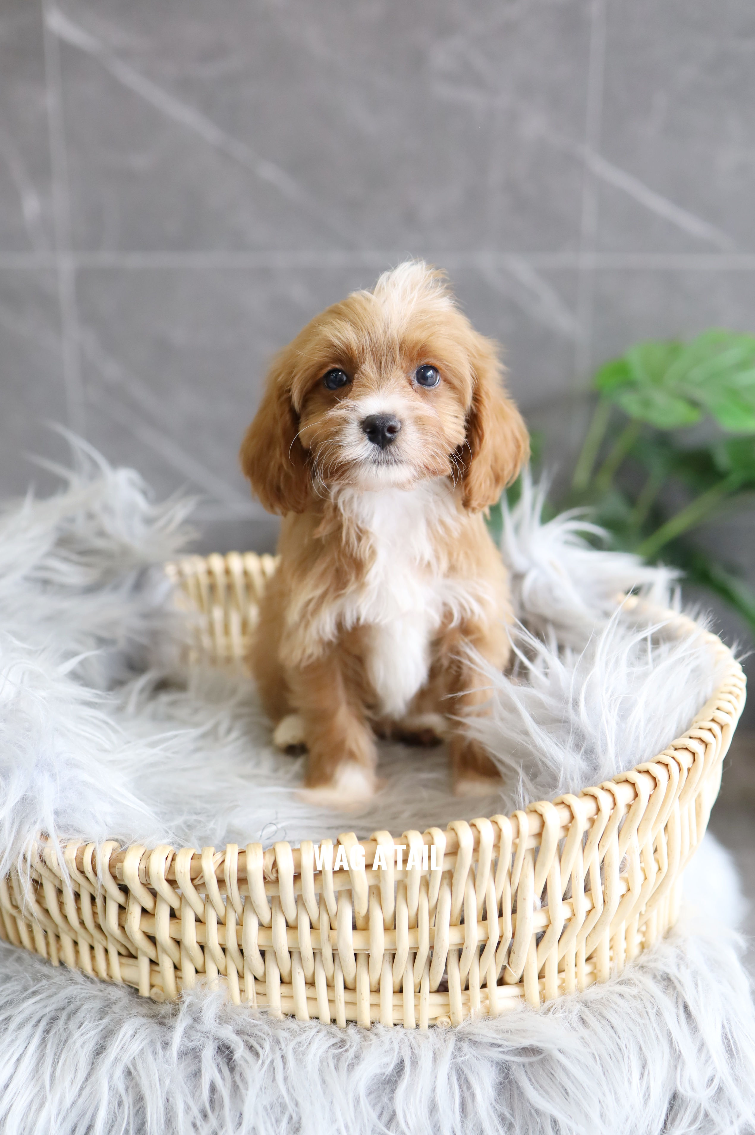 CAVAPOO - Australia Import