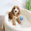Thumbnail: COCKAPOO - United Kingdom Import