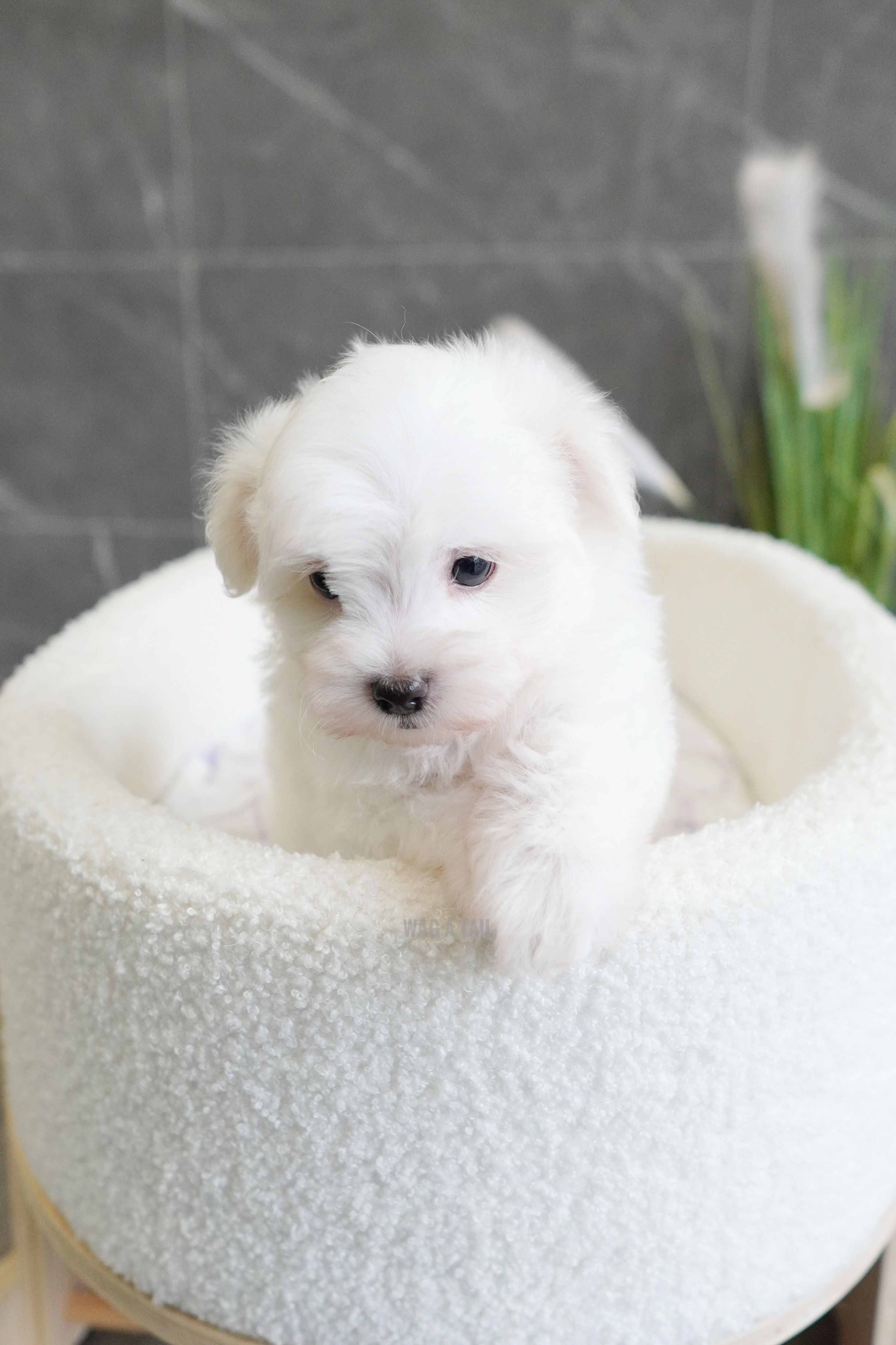 MALTIPOO