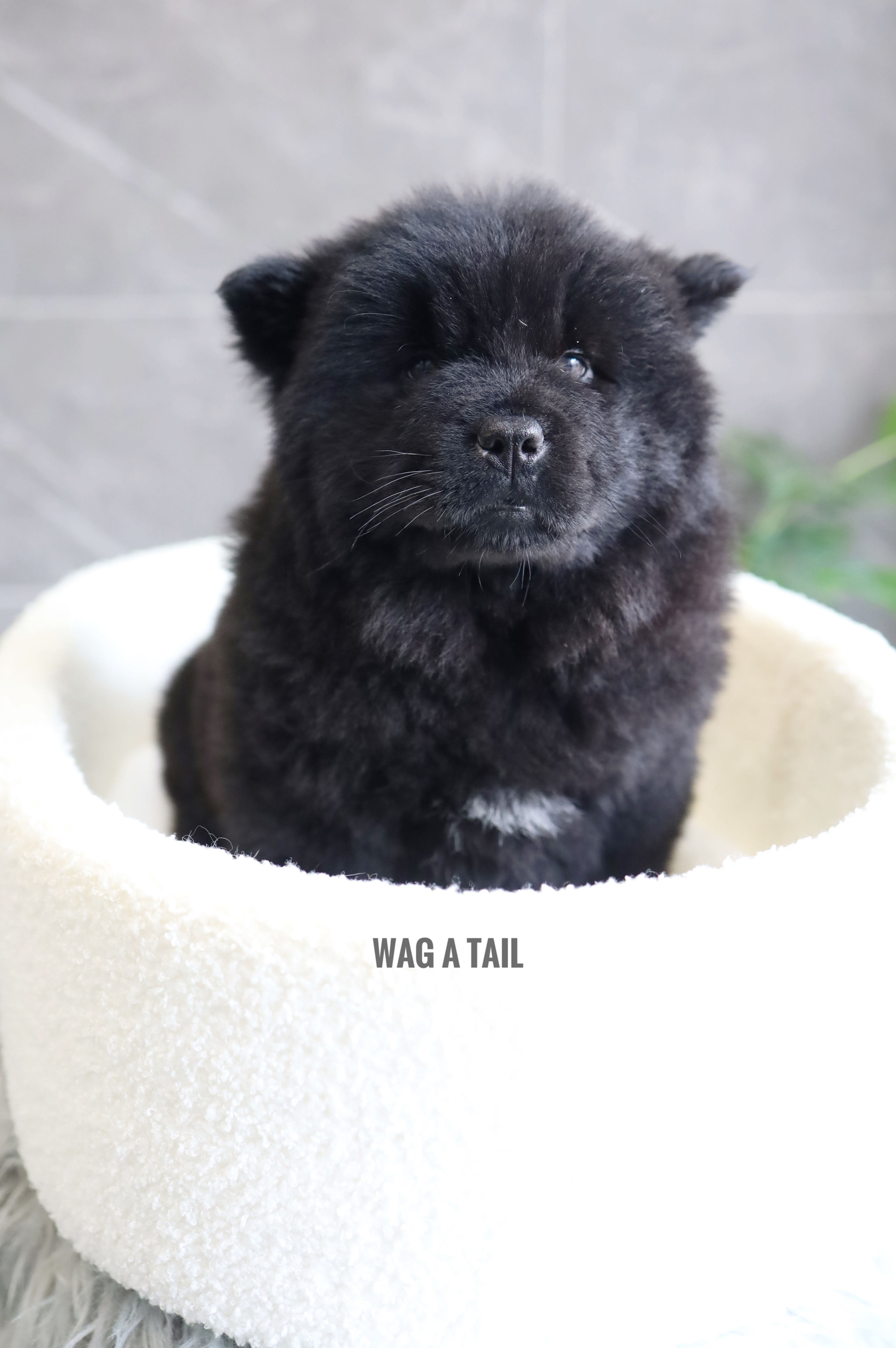 CHOW CHOW - UNITED KINGDOM Import