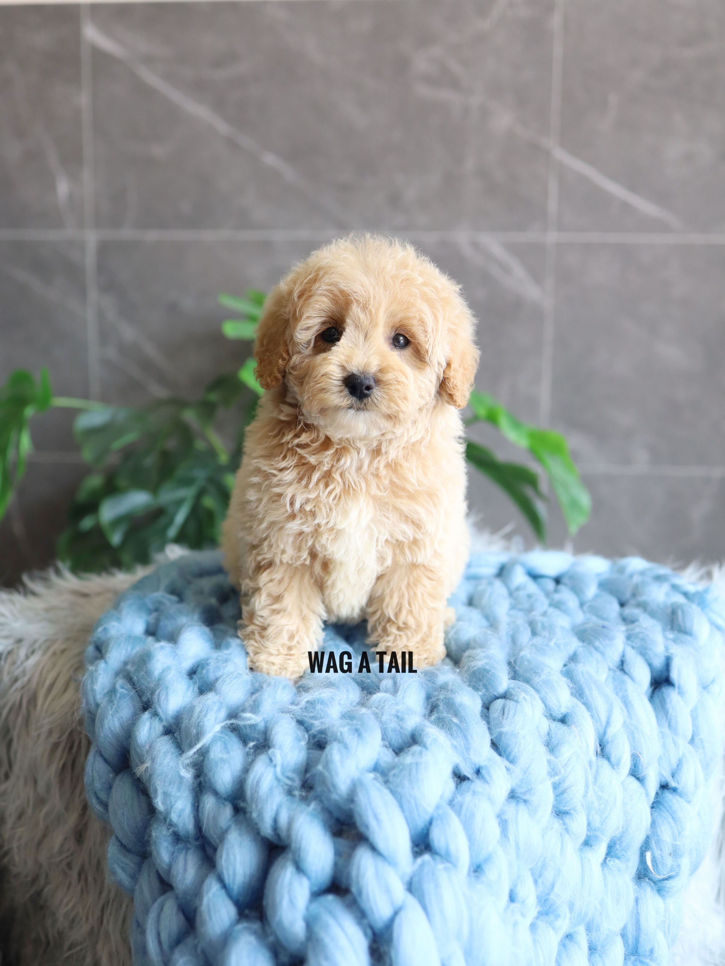 PETITE MINI GOLDENDOODLE - Australia Import
