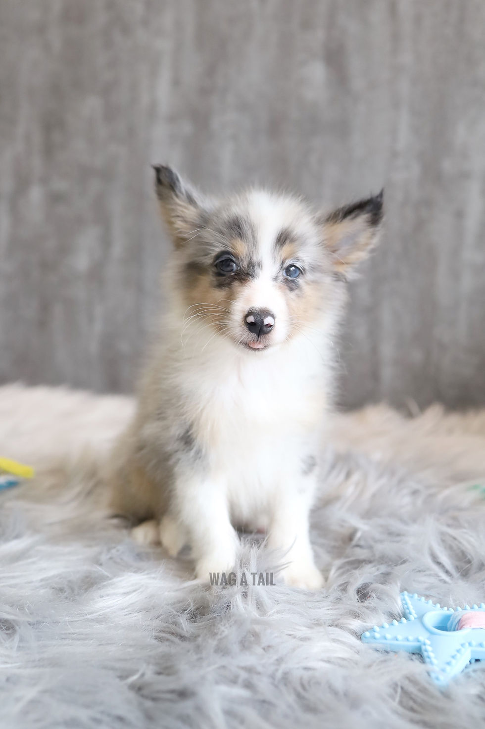 Thumbnail: SHETLAND SHEEPDOG - BLUE MERLE