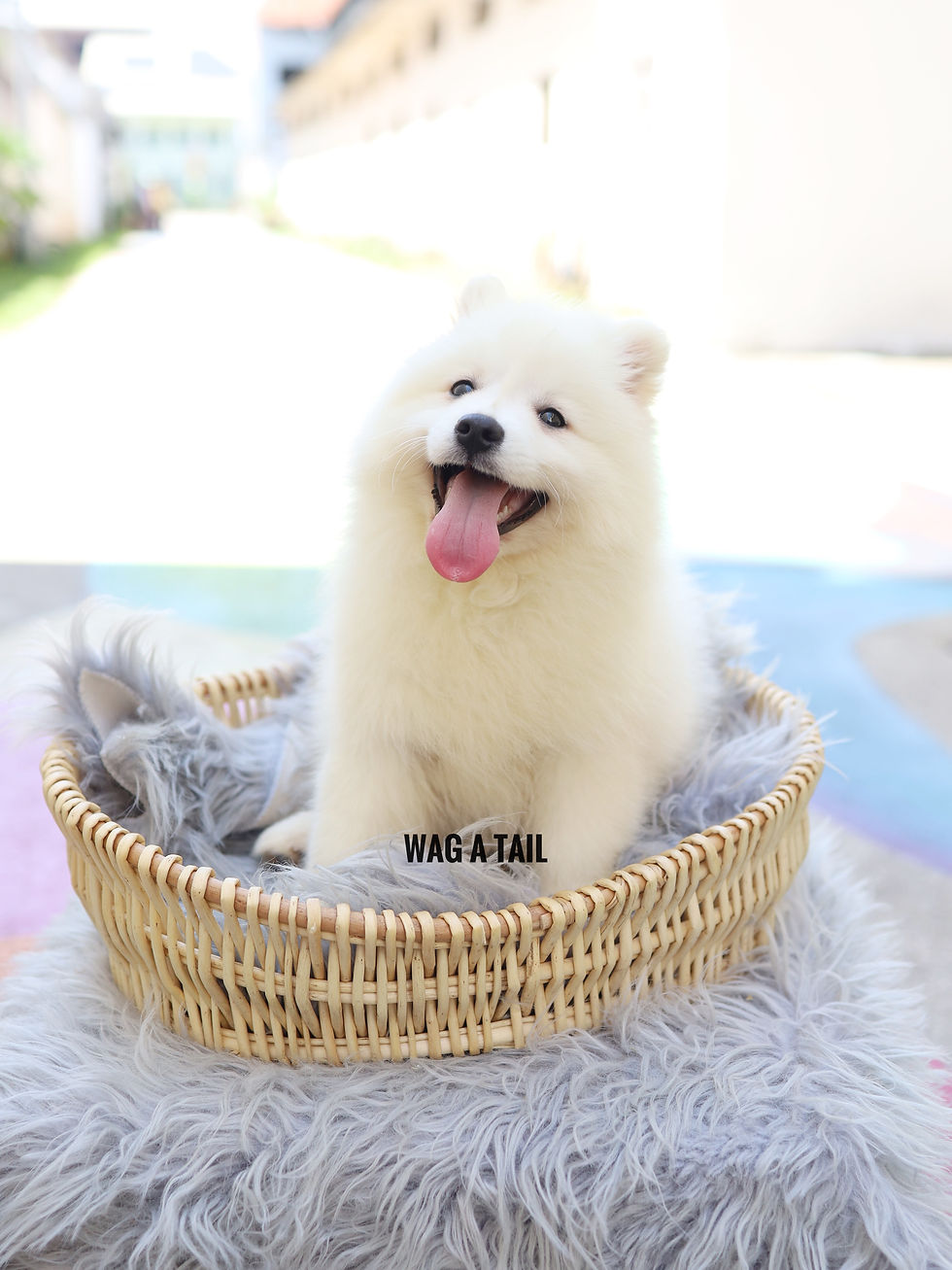 Thumbnail: JAPANESE SPITZ - Australia Import