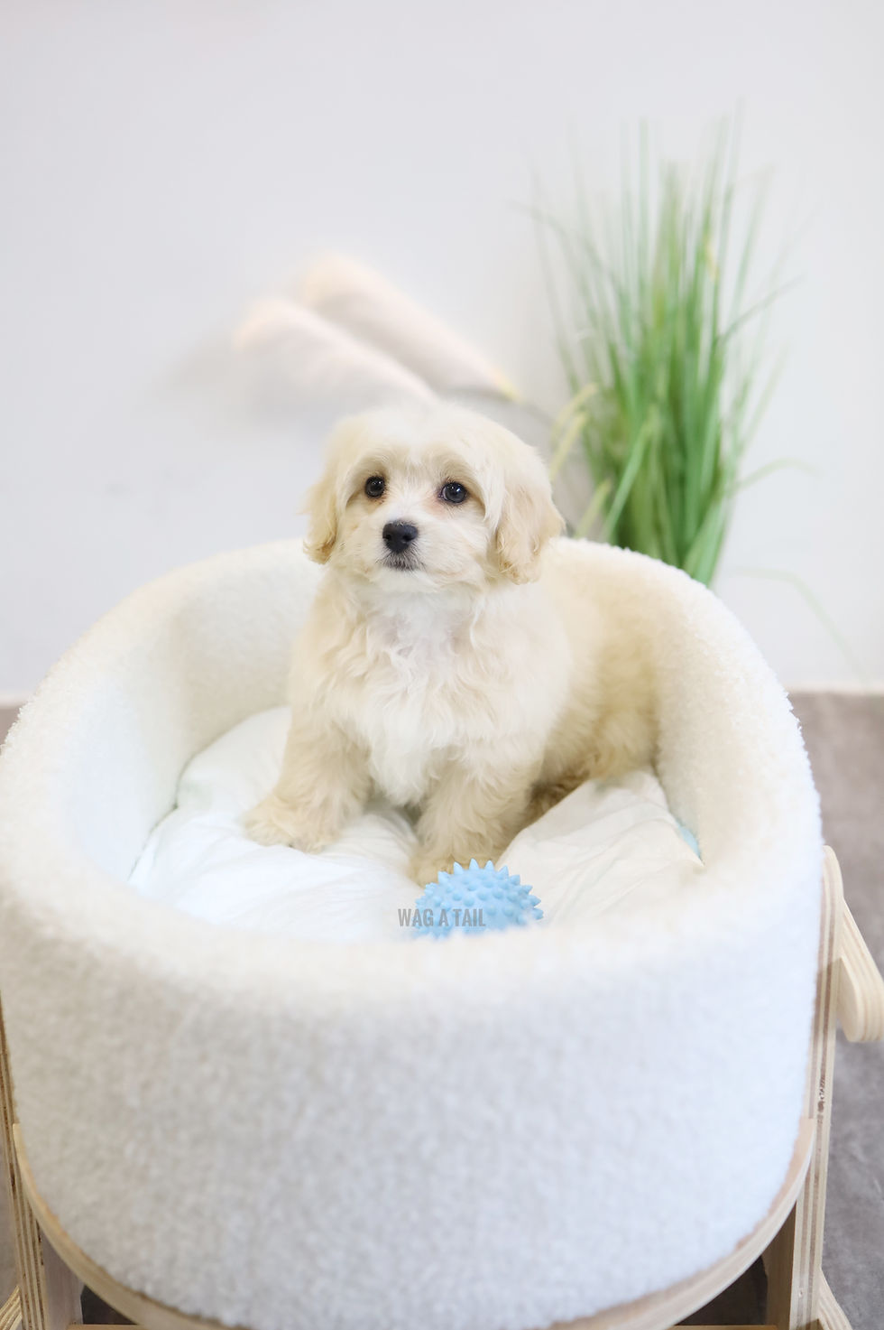 SHIHPOO - Australia Import