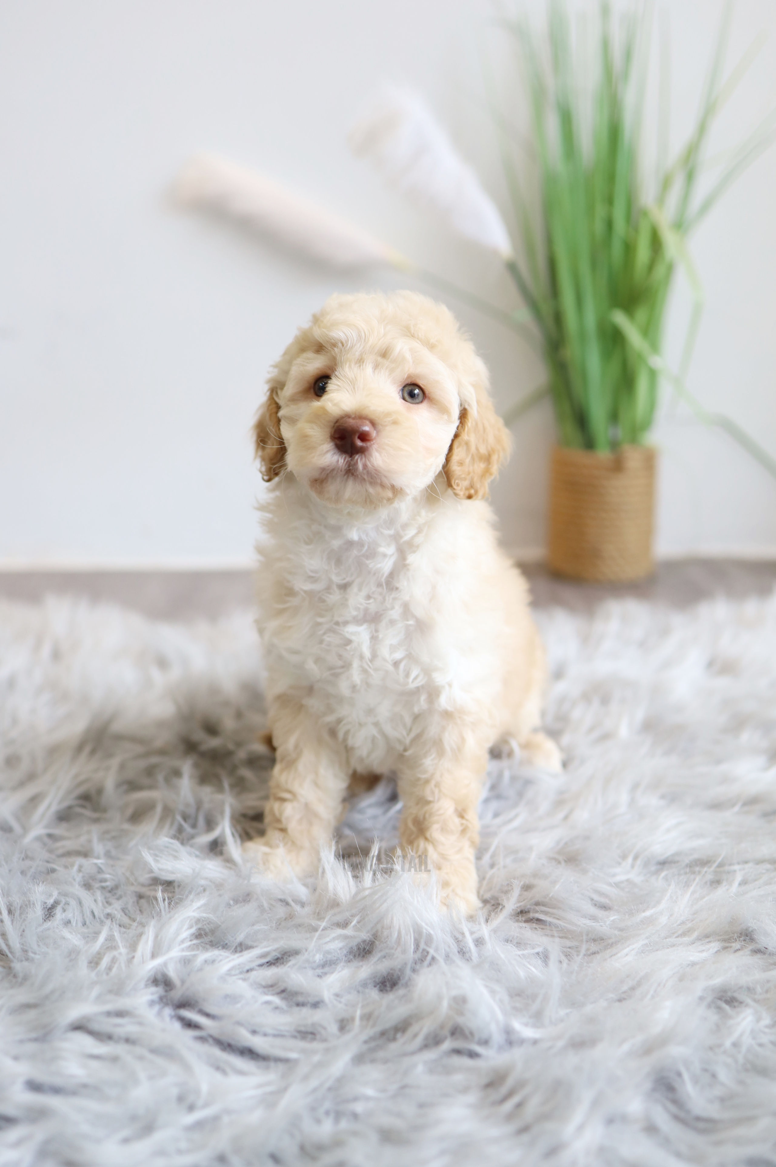 CAVAPOO - United Kingdom Import