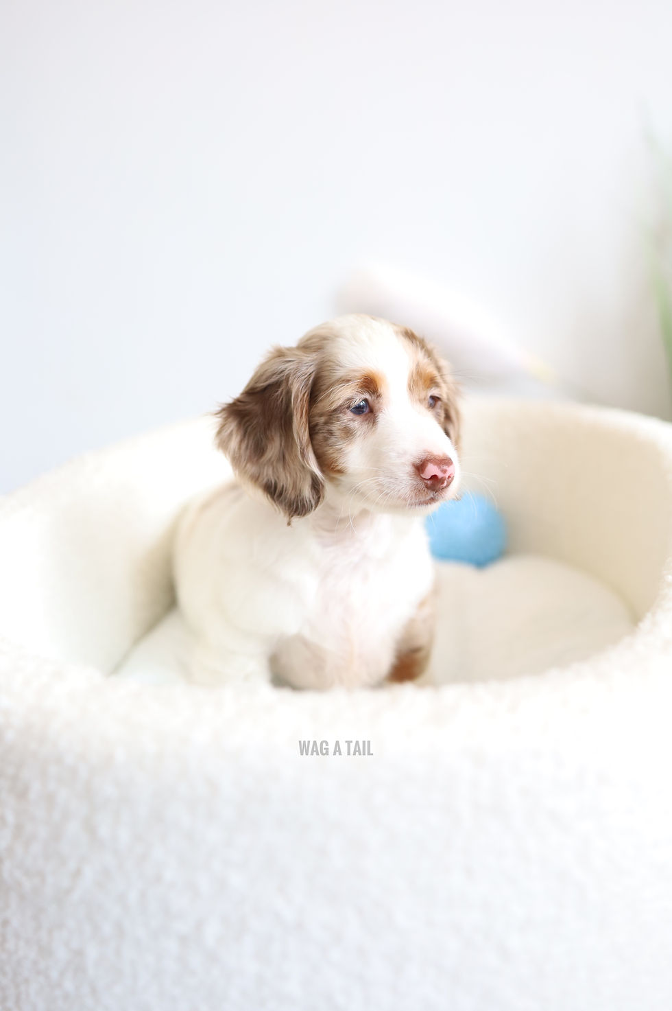 Thumbnail: MINI DACHSHUND - Australia Import