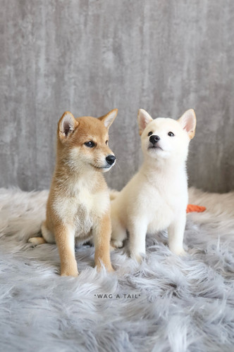SHIBA INU Wag A Tail Singapore