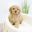 Thumbnail: CAVAPOO - United Kingdom Import